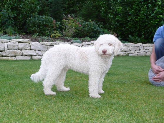 Cabello Hundesalon Shiatsu und Pflege für Ihren Hund » Bischofsheim