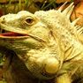 Bartagame