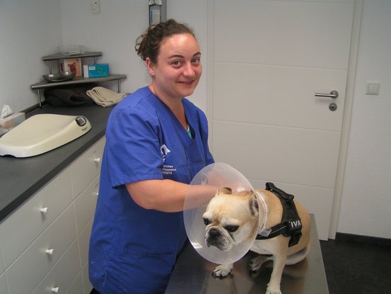 Tiergesundheitszentrum Wiesbaden-Bierstadt Abbildung Nr. 2