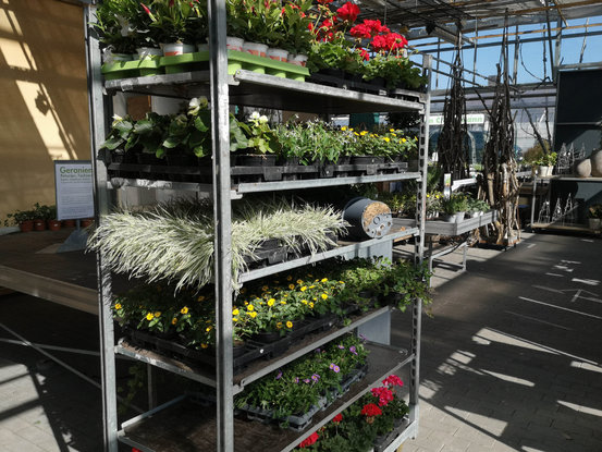 Gärtnereien Koch & Christmann - Grabpflege, Blumen + Gartengestaltung Abbildung Nr. 3