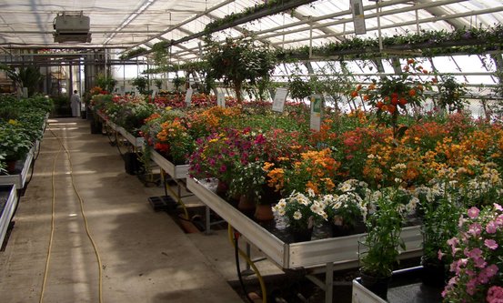 Gärtnereien Koch & Christmann - Grabpflege, Blumen + Gartengestaltung Abbildung Nr. 5