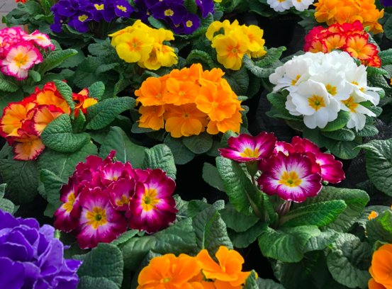 Blumen Kraft Abbildung Nr. 4