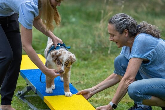 SIRIUS® Hundeschule München Abbildung Nr. 10