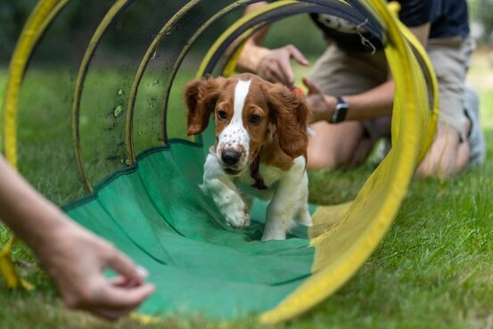 SIRIUS® Hundeschule München Abbildung Nr. 8