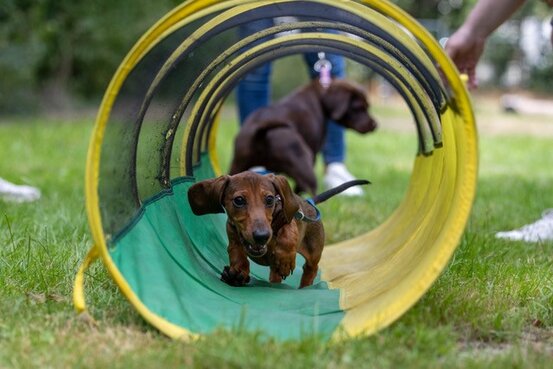SIRIUS® Hundeschule München Abbildung Nr. 7