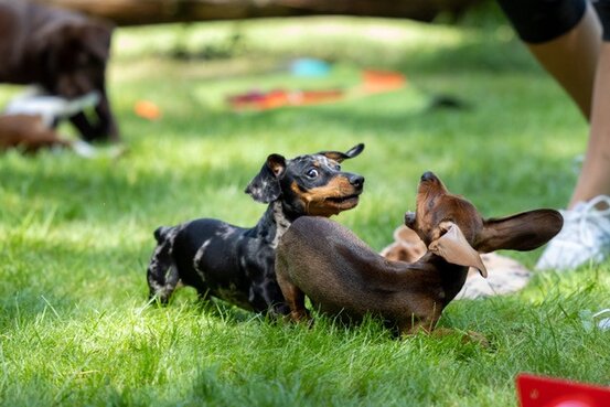 SIRIUS® Hundeschule München Abbildung Nr. 6
