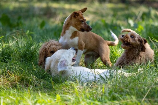 SIRIUS® Hundeschule München Abbildung Nr. 5