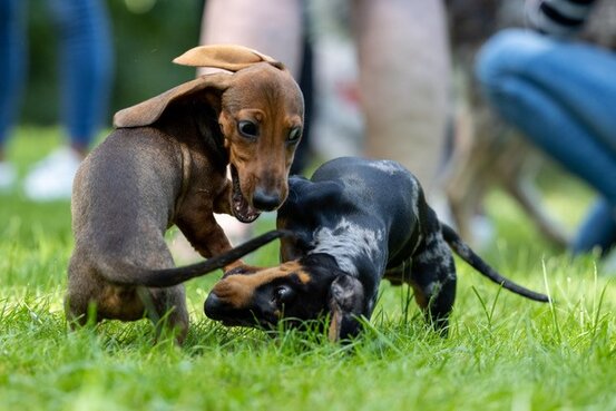 SIRIUS® Hundeschule München Abbildung Nr. 4