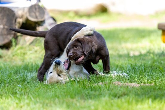 SIRIUS® Hundeschule München Abbildung Nr. 3