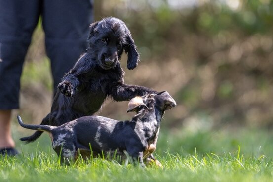 SIRIUS® Hundeschule München Abbildung Nr. 2
