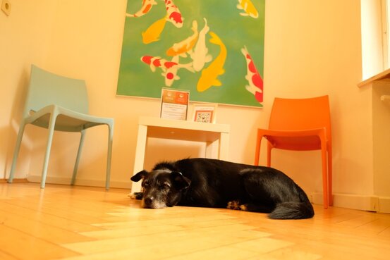 SIRIUS® Behavior Vets Zentrum für Tiermedizinische Verhaltenstherapie Abbildung Nr. 9