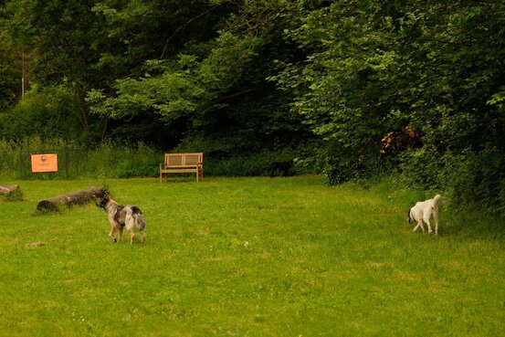 SIRIUS® Behavior Vets Zentrum für Tiermedizinische Verhaltenstherapie Abbildung Nr. 8