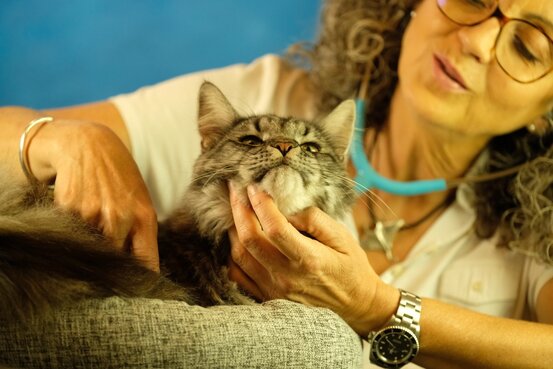 SIRIUS® Behavior Vets Zentrum für Tiermedizinische Verhaltenstherapie Abbildung Nr. 4