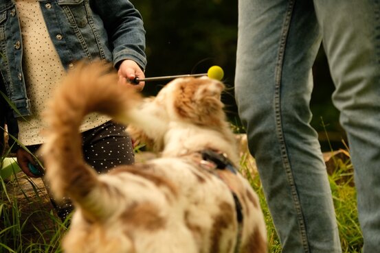 SIRIUS® Behavior Vets Zentrum für Tiermedizinische Verhaltenstherapie Abbildung Nr. 3