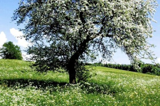 Royal Garden Abbildung Nr. 10