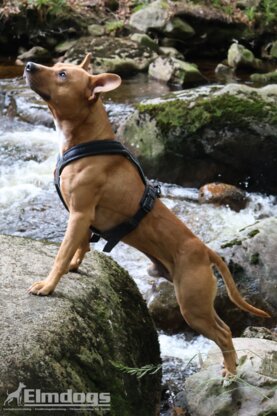 Elmdogs Abbildung Nr. 1