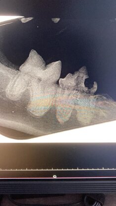 Tiermedizinzentrum am Zauberberg, Dr.med.vet Katja Feuerbacher Abbildung Nr. 2