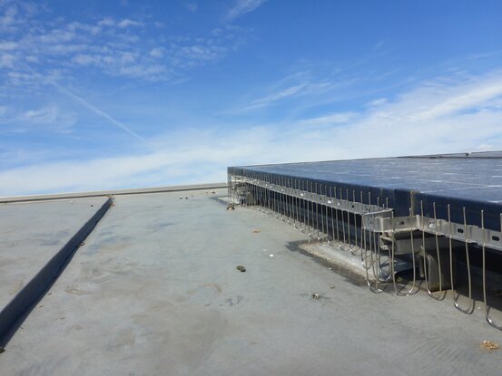 Taubenschutz & Consulting Abbildung Nr. 7