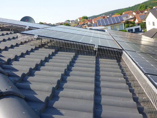 Taubenschutz & Consulting Abbildung Nr. 6