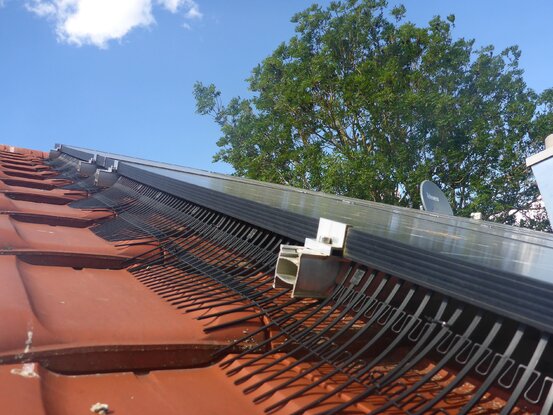 Taubenschutz & Consulting Abbildung Nr. 4