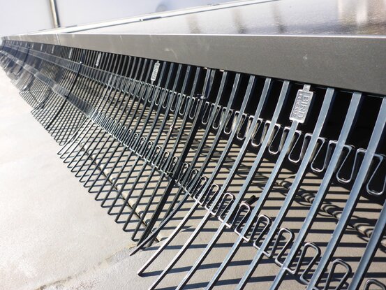 Taubenschutz & Consulting Abbildung Nr. 3