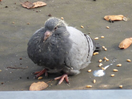 Taubenschutz & Consulting Abbildung Nr. 1