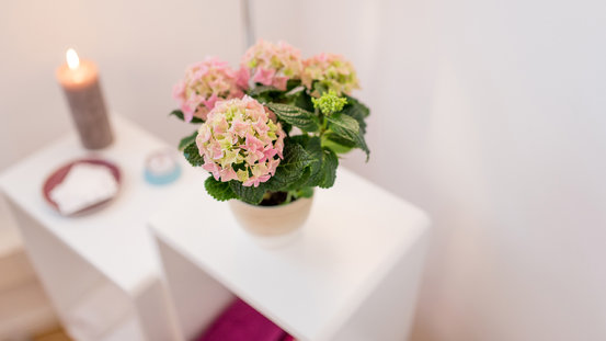 David Brauns - Praxis für Physiotherapie Abbildung Nr. 6