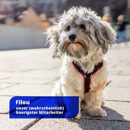 Filou