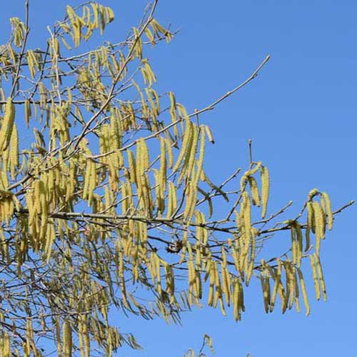 Pollen, Feinstaub und Co: Wie sinnvoll sind Luftfilter für die Wohnung?