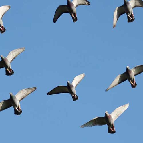 Taubenkot auf dem Auto: Wie Sie Lackschäden verhindern können