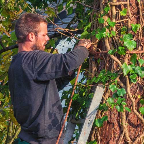 Einen Baum selber fällen - (wann) darf man das?