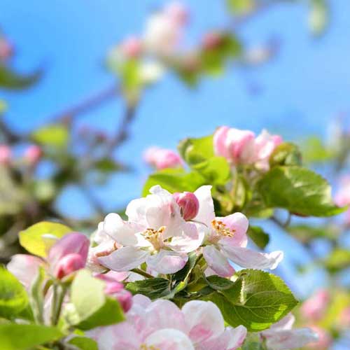 Einen jungen Obstbaum einpflanzen: So gelingt die "Auswilderung"