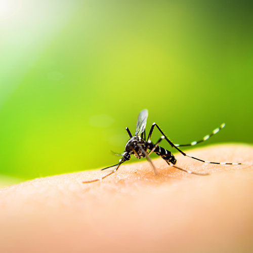 Chemiekeule ade: 15 natürliche Abwehrmaßnahmen gegen die Stechmücke