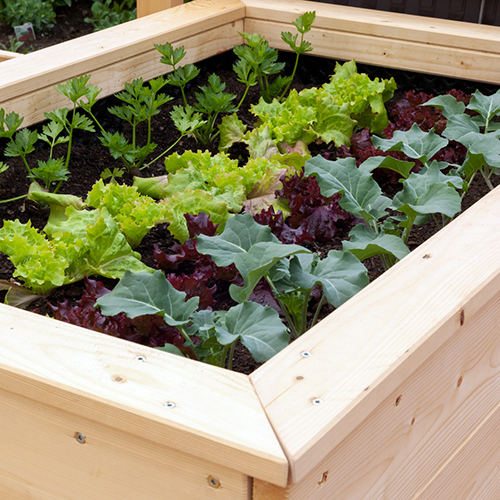 Gemüse in Kisten ziehen - Was beim Hochbeetbau zu beachten ist