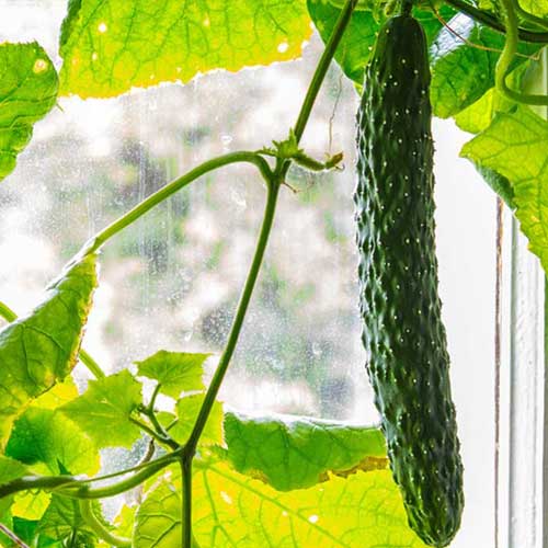 Vertical Gardening: Wie man Gemüse in der Wohnung ziehen kann