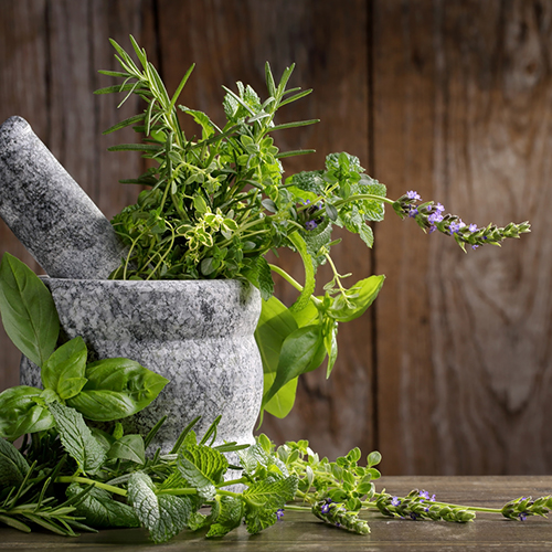 Der Gemüsegarten im Schatten: Welche Nutzpflanzen gedeihen mit wenig Sonne?