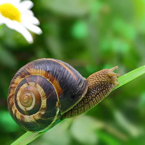 Schnecken, Blattläuse & Co: Schädlinge im Garten natürlich bekämpfen