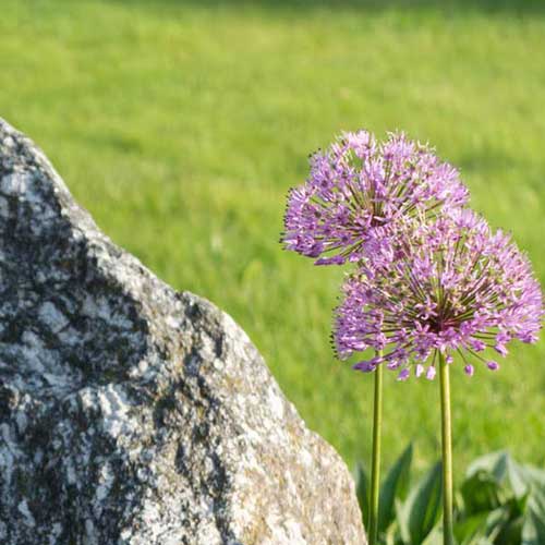 Ein Findling als Grabstein: Zeichen der Ruhe, Naturverbundenheit und Ewigkeit