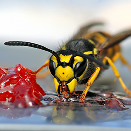 Wespenstiche: Wie verhält man sich richtig und welches Hausmittel hilft weiter?