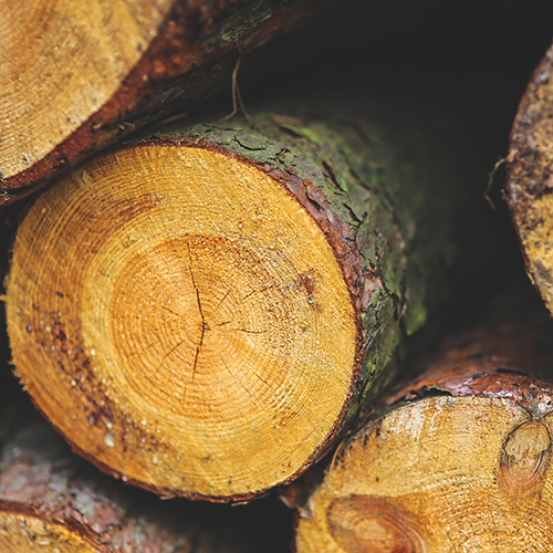 Heizen mit Holz: So schonen Sie Ihren Geldbeutel und die Umwelt