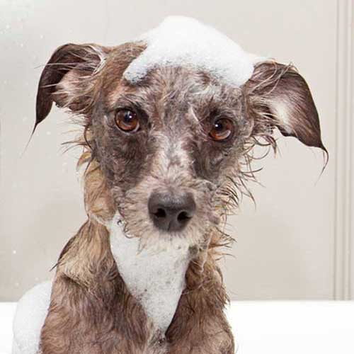 Ab in die Wanne – Wie wasche ich meinen Hund richtig?