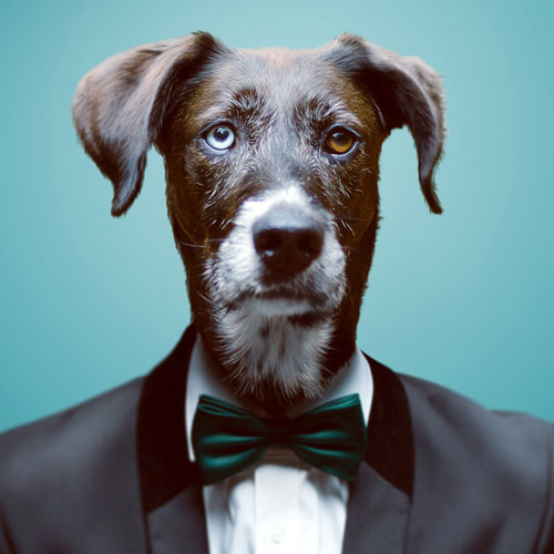 Jenseits der Welpenschule: Beliebte Ausbildungen für Hunde