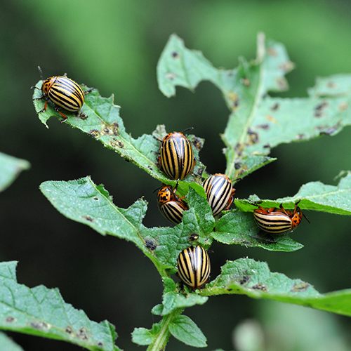 So bekämpfen Sie Schädlinge wirksam und schonend