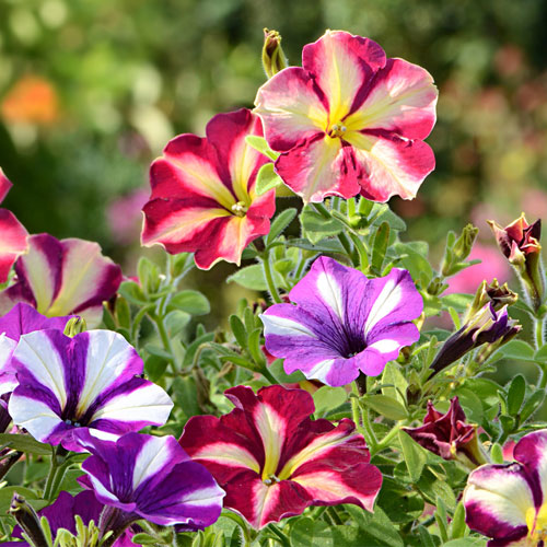 Langzeitfreude am eigenen Garten: Die Vorzüge eines Gartenplaners