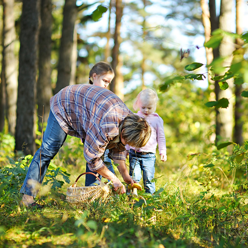 Frisch aus dem Wald: Pilze, Beeren und Nüsse selbst sammeln