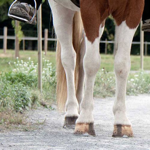 Endlich einen Wunschtraum erfüllen: Reiten lernen als Erwachsene