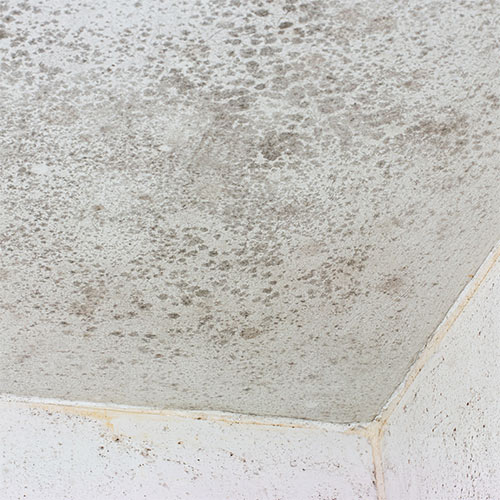 Schimmel in den eigenen 4 Wänden: Was Sie selbst tun können und wann Sie professionelle Hilfe aufsuchen sollten