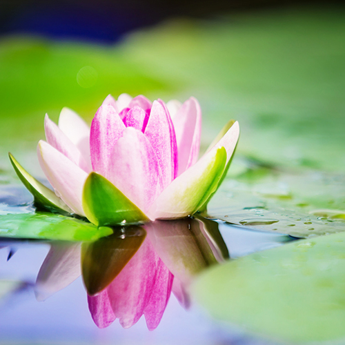 Gartenteich selbst anlegen: eine Anleitung für Outdooraquaristen