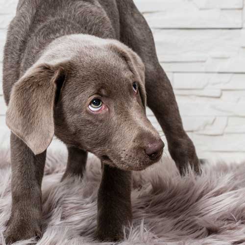 Zerstörer auf vier Pfoten: Was die Hundehaftpflicht abdeckt