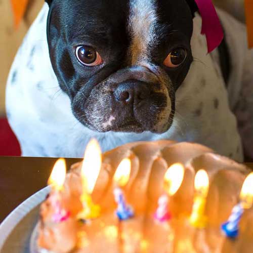 Gut gemeint ist falsch gefüttert: Die richtige Ernährung für den Hund
